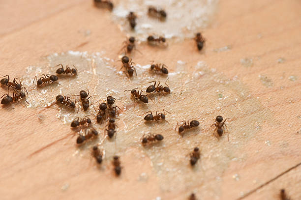Best Commercial Pest Control Services  in Elkton, VA